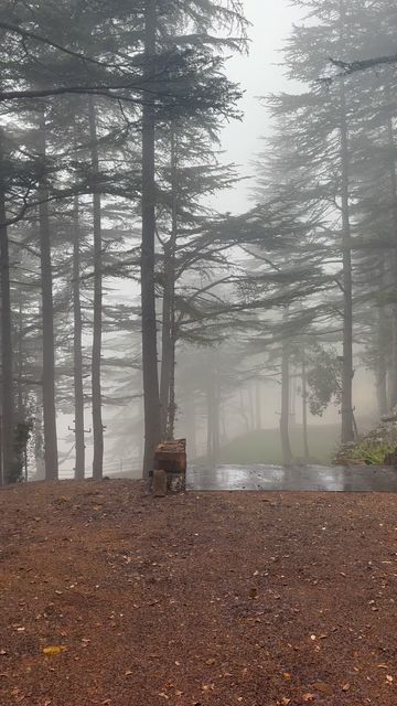 Photo of profile cedar_scent.lb - DEE-wxNM-1c