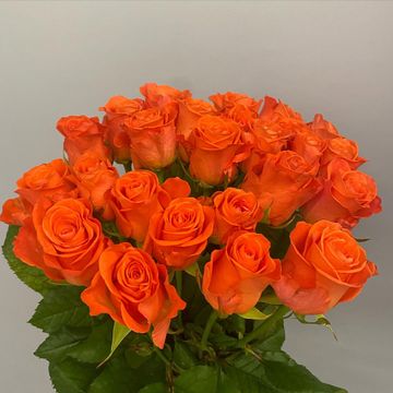 Photo of profile flowersshopdorors - DDZ91hmCPwr