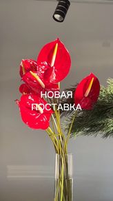 Фото профиля sevenflowers.by - DECcOEkO4WZ